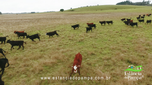 DA VARZEA ATE O GADO NA COXILHA.00_01_48_22.Quadro020_e210726ddecbc9d9b21b8d939ca346e65849f035.jpg